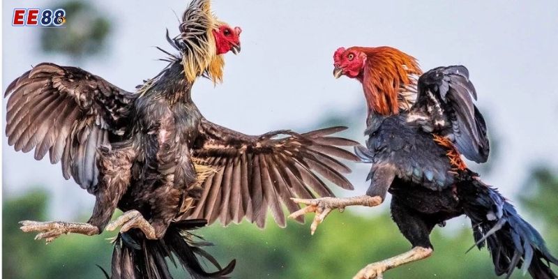 Khám Phá Đá Gà Cựa Dao Tại EE88 - Kịch Tính & Thắng Lớn 2 Một số thông tin cụ thể về đá gà cựa dao